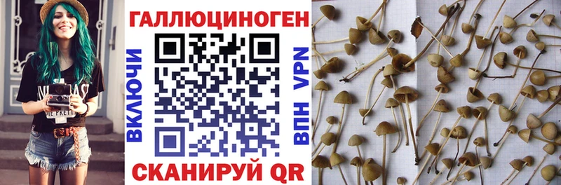 Купить закладки  Дорогобуж  Псилоцибиновые грибы мухоморы 